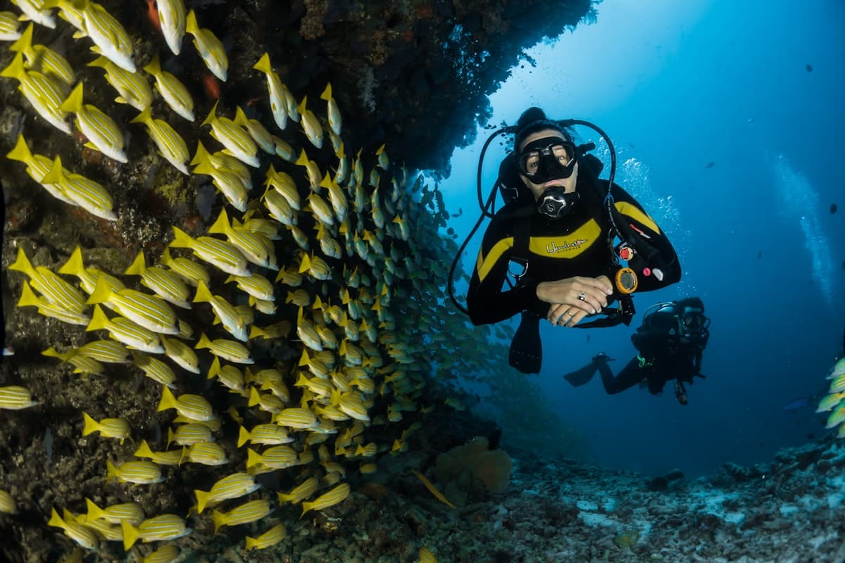 Plongée avec les Requins Dormeurs — Bora Bora